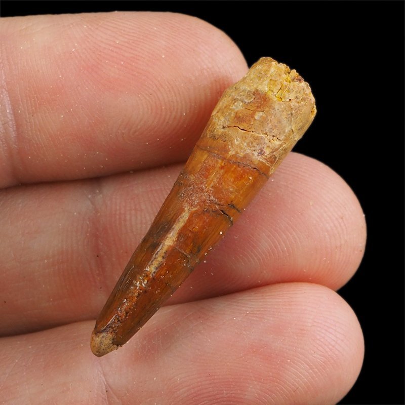 SKAMIENIAŁY ZĄB DINOZAURA Spinosaurus aegyptiacus - KREDA GÓRNA (CENOMAN) - ok. 95-100 mln lat