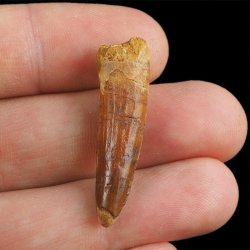 SKAMIENIAŁY ZĄB DINOZAURA Spinosaurus aegyptiacus - KREDA GÓRNA (CENOMAN) - ok. 95-100 mln lat