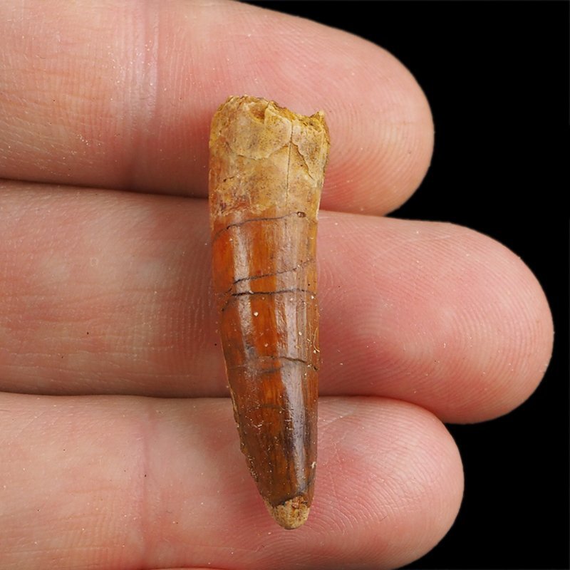 SKAMIENIAŁY ZĄB DINOZAURA Spinosaurus aegyptiacus - KREDA GÓRNA (CENOMAN) - ok. 95-100 mln lat