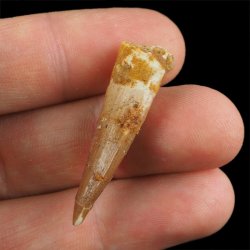 SKAMIENIAŁY ZĄB DINOZAURA Spinosaurus aegyptiacus - KREDA GÓRNA (CENOMAN) - ok. 95-100 mln lat