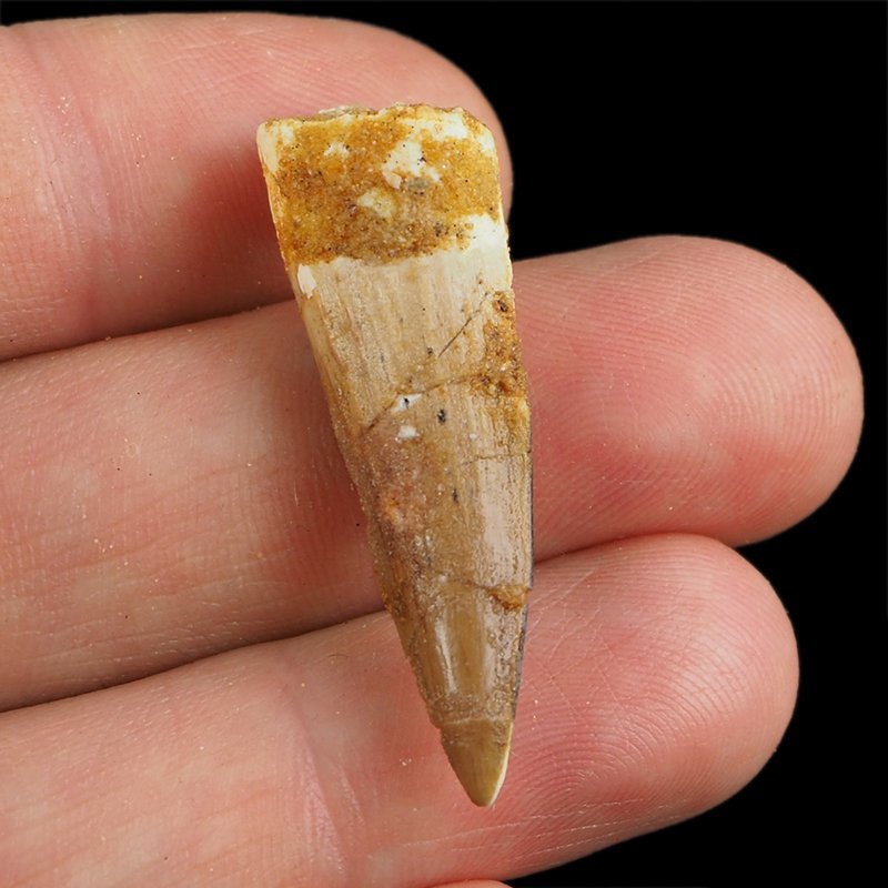 SKAMIENIAŁY ZĄB DINOZAURA Spinosaurus aegyptiacus - KREDA GÓRNA (CENOMAN) - ok. 95-100 mln lat