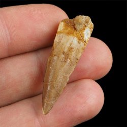 SKAMIENIAŁY ZĄB DINOZAURA Spinosaurus aegyptiacus - KREDA GÓRNA (CENOMAN) - ok. 95-100 mln lat