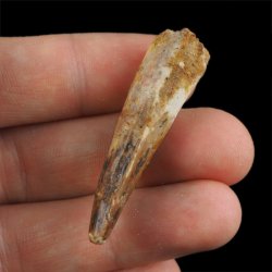 SKAMIENIAŁY ZĄB DINOZAURA Spinosaurus aegyptiacus - KREDA GÓRNA (CENOMAN) - ok. 95-100 mln lat