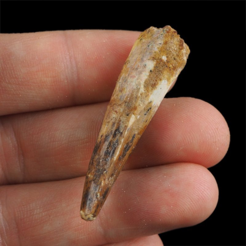 SKAMIENIAŁY ZĄB DINOZAURA Spinosaurus aegyptiacus - KREDA GÓRNA (CENOMAN) - ok. 95-100 mln lat