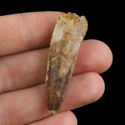SKAMIENIAŁY ZĄB DINOZAURA Spinosaurus aegyptiacus - KREDA GÓRNA (CENOMAN) - ok. 95-100 mln lat