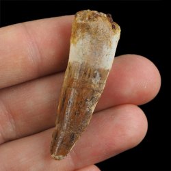 SKAMIENIAŁY ZĄB DINOZAURA Spinosaurus aegyptiacus - KREDA GÓRNA (CENOMAN) - ok. 95-100 mln lat