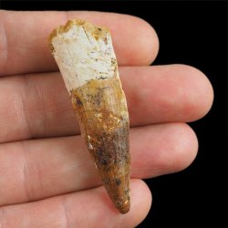 SKAMIENIAŁY ZĄB DINOZAURA Spinosaurus aegyptiacus - KREDA GÓRNA (CENOMAN) - ok. 95-100 mln lat
