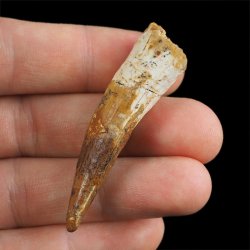 SKAMIENIAŁY ZĄB DINOZAURA Spinosaurus aegyptiacus - KREDA GÓRNA (CENOMAN) - ok. 95-100 mln lat