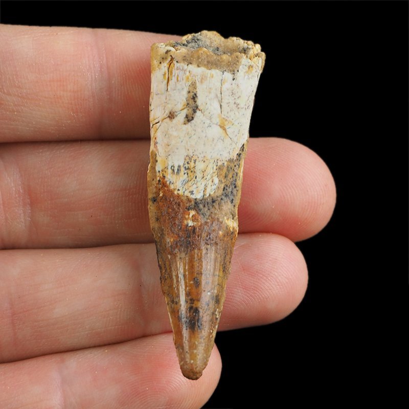 SKAMIENIAŁY ZĄB DINOZAURA Spinosaurus aegyptiacus - KREDA GÓRNA (CENOMAN) - ok. 95-100 mln lat