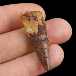 SKAMIENIAŁY ZĄB DINOZAURA Spinosaurus aegyptiacus - KREDA GÓRNA (CENOMAN) - ok. 95-100 mln lat