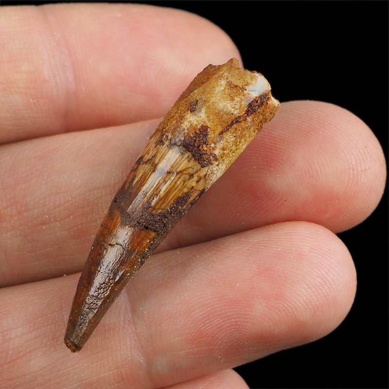 SKAMIENIAŁY ZĄB DINOZAURA Spinosaurus aegyptiacus - KREDA GÓRNA (CENOMAN) - ok. 95-100 mln lat