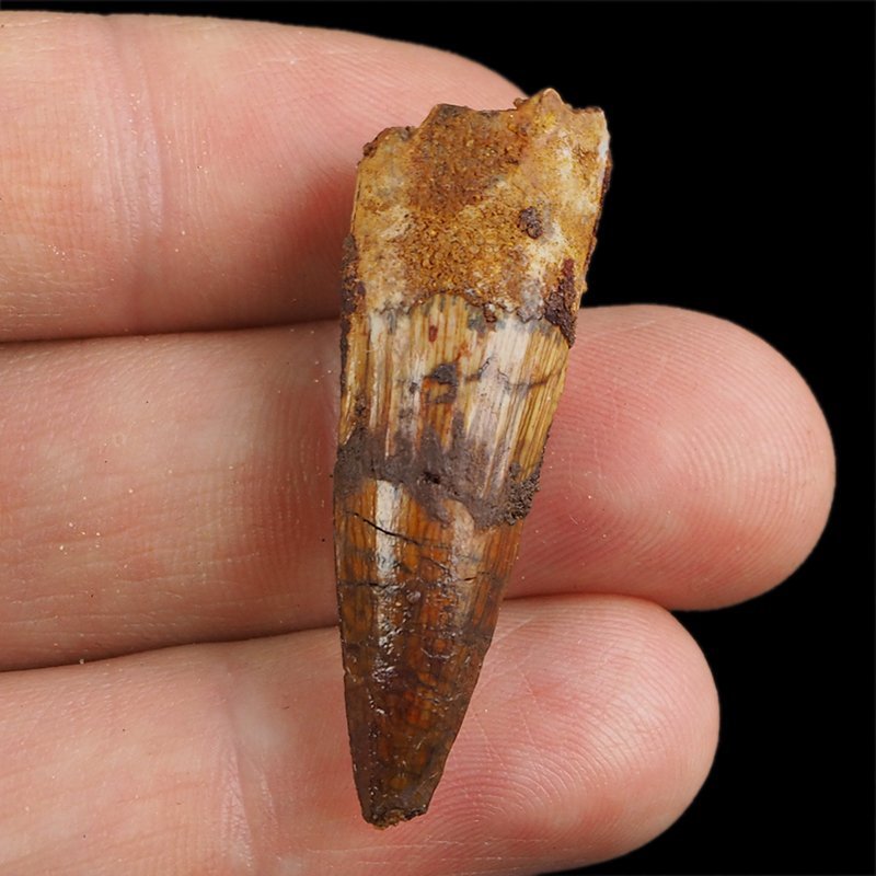 SKAMIENIAŁY ZĄB DINOZAURA Spinosaurus aegyptiacus - KREDA GÓRNA (CENOMAN) - ok. 95-100 mln lat