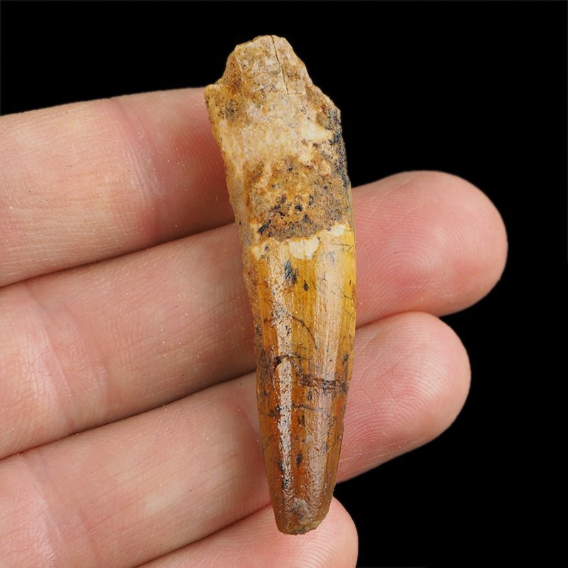 SKAMIENIAŁY ZĄB DINOZAURA Spinosaurus aegyptiacus - KREDA GÓRNA (CENOMAN) - ok. 95-100 mln lat