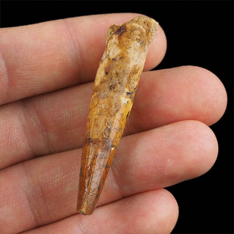 SKAMIENIAŁY ZĄB DINOZAURA Spinosaurus aegyptiacus - KREDA GÓRNA (CENOMAN) - ok. 95-100 mln lat