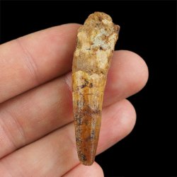 SKAMIENIAŁY ZĄB DINOZAURA Spinosaurus aegyptiacus - KREDA GÓRNA (CENOMAN) - ok. 95-100 mln lat