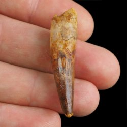 SKAMIENIAŁY ZĄB DINOZAURA Spinosaurus aegyptiacus - KREDA GÓRNA (CENOMAN) - ok. 95-100 mln lat