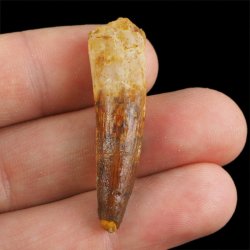 SKAMIENIAŁY ZĄB DINOZAURA Spinosaurus aegyptiacus - KREDA GÓRNA (CENOMAN) - ok. 95-100 mln lat