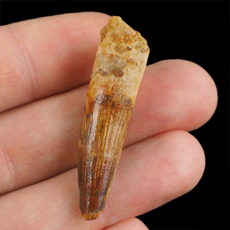 SKAMIENIAŁY ZĄB DINOZAURA Spinosaurus aegyptiacus - KREDA GÓRNA (CENOMAN) - ok. 95-100 mln lat