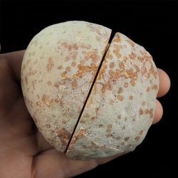 AGAT - DWIE POŁÓWKI - 73 mm - BRAZYLIA