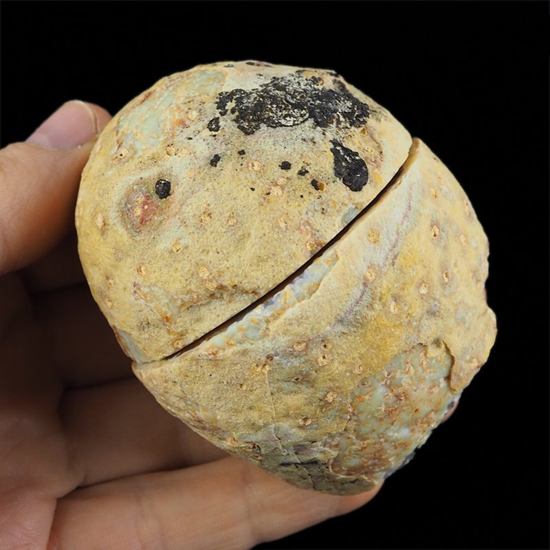 AGAT - DWIE POŁÓWKI - 71 mm - BRAZYLIA