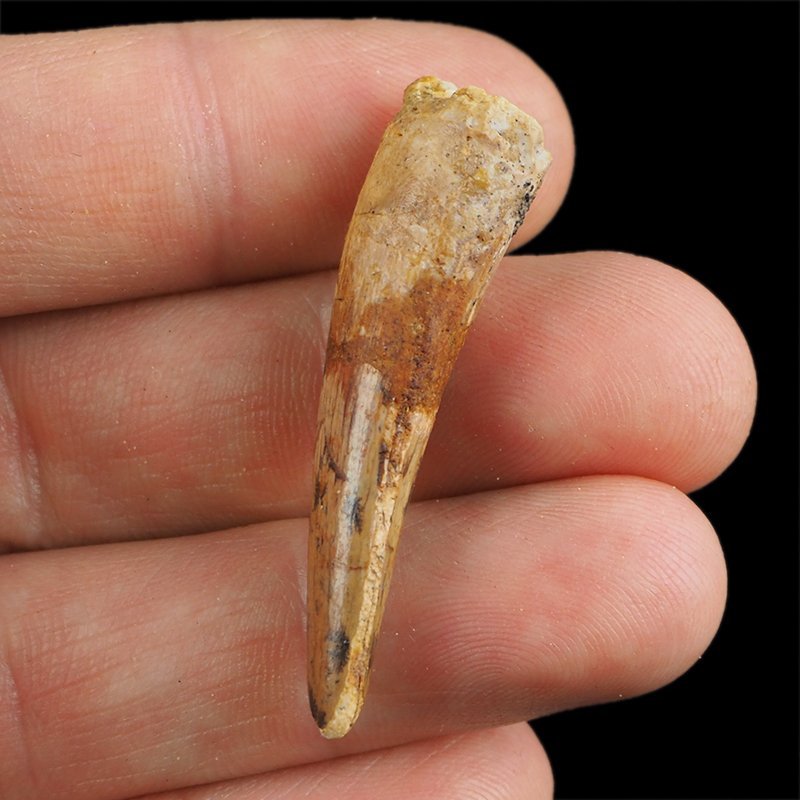 SKAMIENIAŁY ZĄB DINOZAURA Spinosaurus aegyptiacus - KREDA GÓRNA (CENOMAN) - ok. 95-100 mln lat