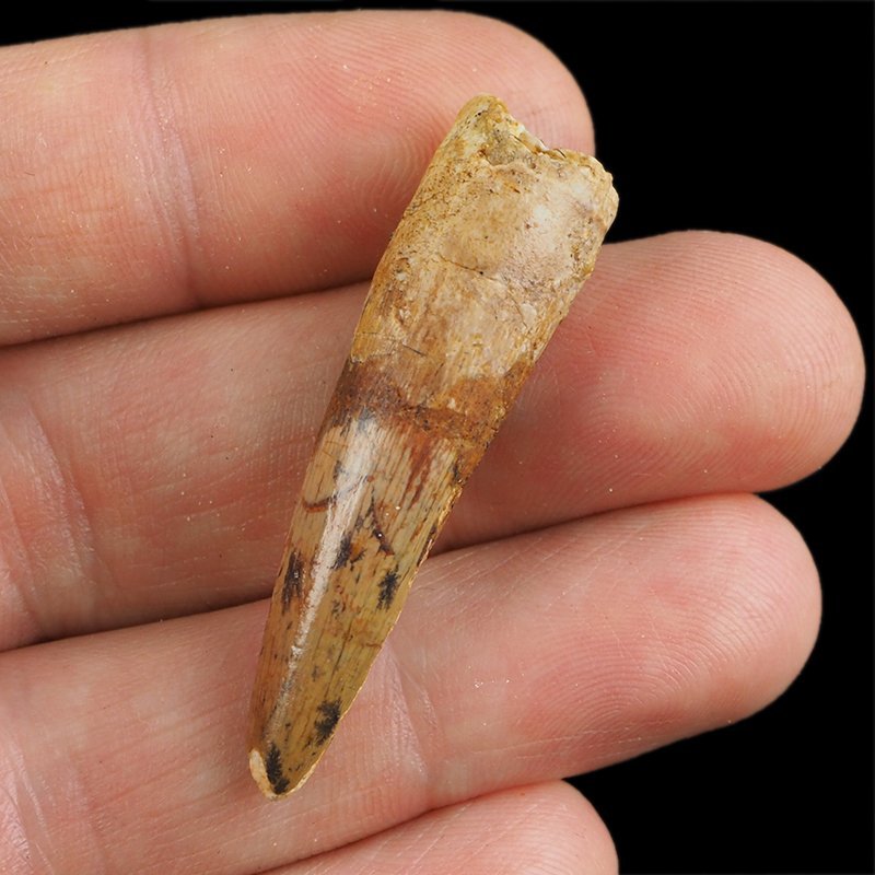 SKAMIENIAŁY ZĄB DINOZAURA Spinosaurus aegyptiacus - KREDA GÓRNA (CENOMAN) - ok. 95-100 mln lat