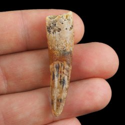 SKAMIENIAŁY ZĄB DINOZAURA Spinosaurus aegyptiacus - KREDA GÓRNA (CENOMAN) - ok. 95-100 mln lat