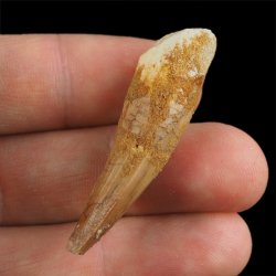 SKAMIENIAŁY ZĄB DINOZAURA Spinosaurus aegyptiacus - KREDA GÓRNA (CENOMAN) - ok. 95-100 mln lat