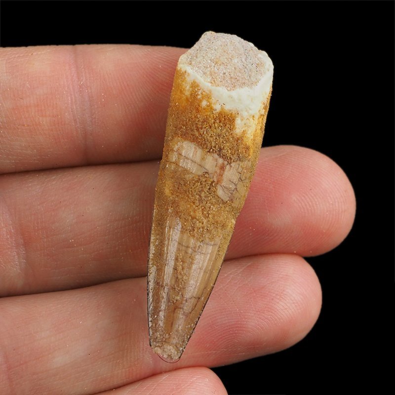 SKAMIENIAŁY ZĄB DINOZAURA Spinosaurus aegyptiacus - KREDA GÓRNA (CENOMAN) - ok. 95-100 mln lat