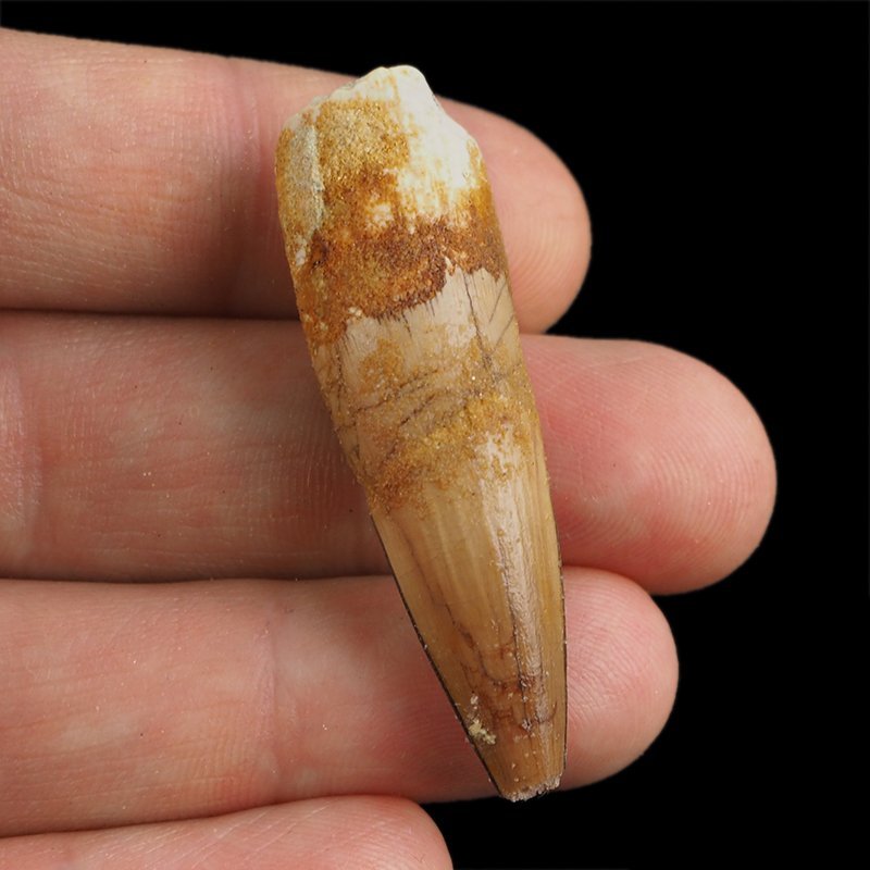 SKAMIENIAŁY ZĄB DINOZAURA Spinosaurus aegyptiacus - KREDA GÓRNA (CENOMAN) - ok. 95-100 mln lat