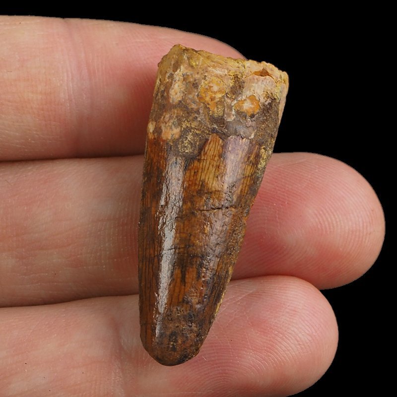 SKAMIENIAŁY ZĄB DINOZAURA Spinosaurus aegyptiacus - KREDA GÓRNA (CENOMAN) - ok. 95-100 mln lat