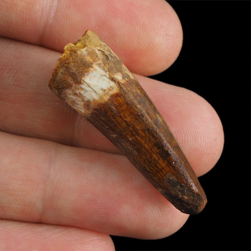 SKAMIENIAŁY ZĄB DINOZAURA Spinosaurus aegyptiacus - KREDA GÓRNA (CENOMAN) - ok. 95-100 mln lat