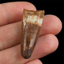 SKAMIENIAŁY ZĄB DINOZAURA Spinosaurus aegyptiacus - KREDA GÓRNA (CENOMAN) - ok. 95-100 mln lat