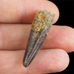 SKAMIENIAŁY ZĄB DINOZAURA Spinosaurus aegyptiacus - KREDA GÓRNA (CENOMAN) - ok. 95-100 mln lat
