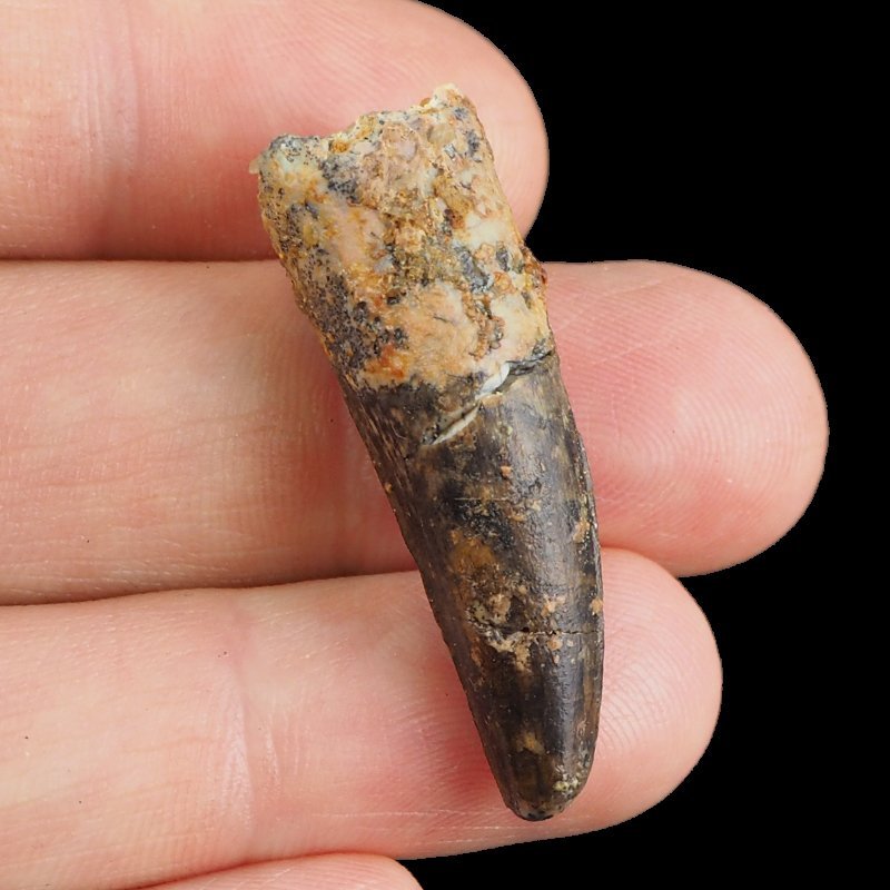 SKAMIENIAŁY ZĄB DINOZAURA Spinosaurus aegyptiacus - KREDA GÓRNA (CENOMAN) - ok. 95-100 mln lat