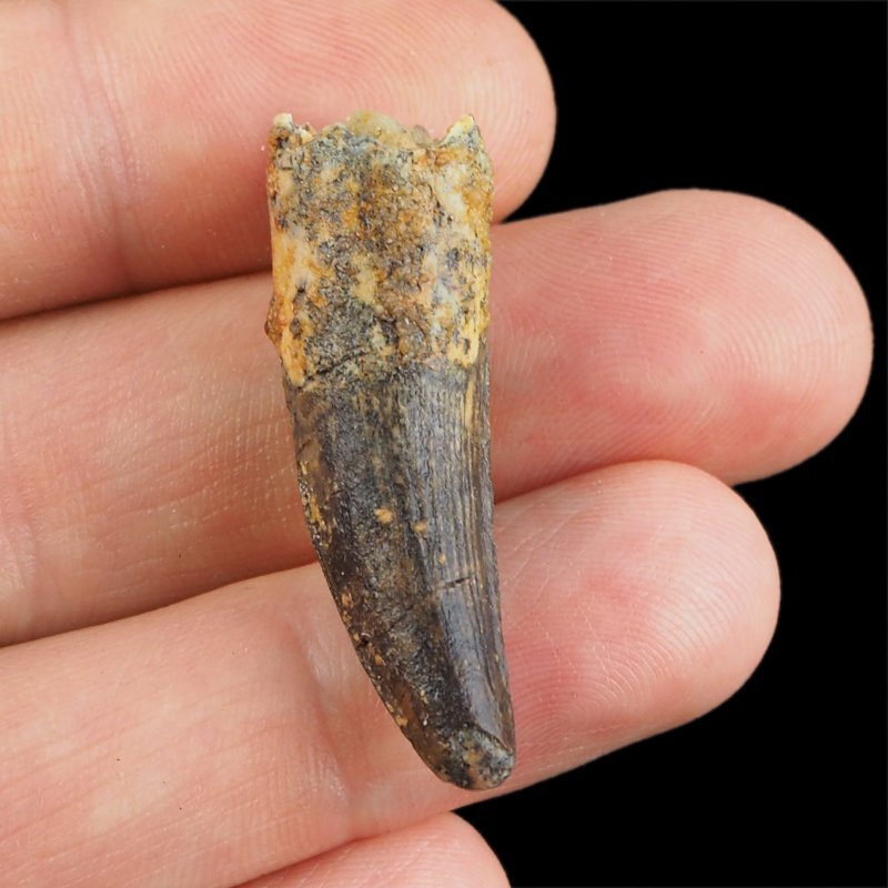 SKAMIENIAŁY ZĄB DINOZAURA Spinosaurus aegyptiacus - KREDA GÓRNA (CENOMAN) - ok. 95-100 mln lat