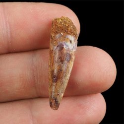 SKAMIENIAŁY ZĄB DINOZAURA Spinosaurus aegyptiacus - KREDA GÓRNA (CENOMAN) - ok. 95-100 mln lat