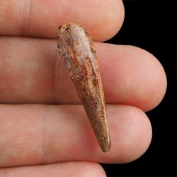 SKAMIENIAŁY ZĄB DINOZAURA Spinosaurus aegyptiacus - KREDA GÓRNA (CENOMAN) - ok. 95-100 mln lat