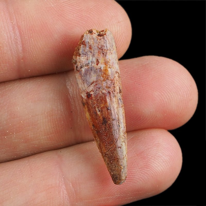 SKAMIENIAŁY ZĄB DINOZAURA Spinosaurus aegyptiacus - KREDA GÓRNA (CENOMAN) - ok. 95-100 mln lat