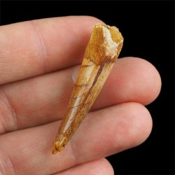 SKAMIENIAŁY ZĄB DINOZAURA Spinosaurus aegyptiacus - KREDA GÓRNA (CENOMAN) - ok. 95-100 mln lat