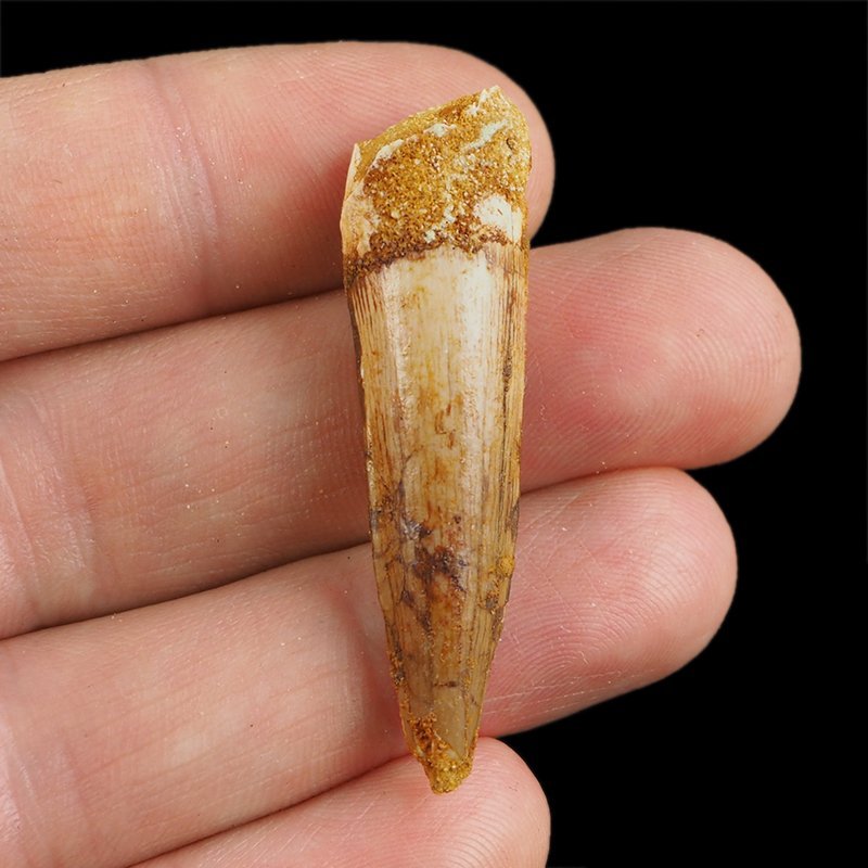 SKAMIENIAŁY ZĄB DINOZAURA Spinosaurus aegyptiacus - KREDA GÓRNA (CENOMAN) - ok. 95-100 mln lat