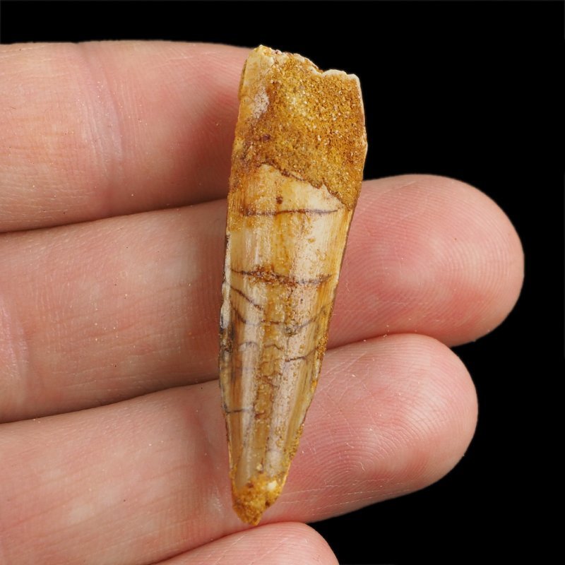 SKAMIENIAŁY ZĄB DINOZAURA Spinosaurus aegyptiacus - KREDA GÓRNA (CENOMAN) - ok. 95-100 mln lat