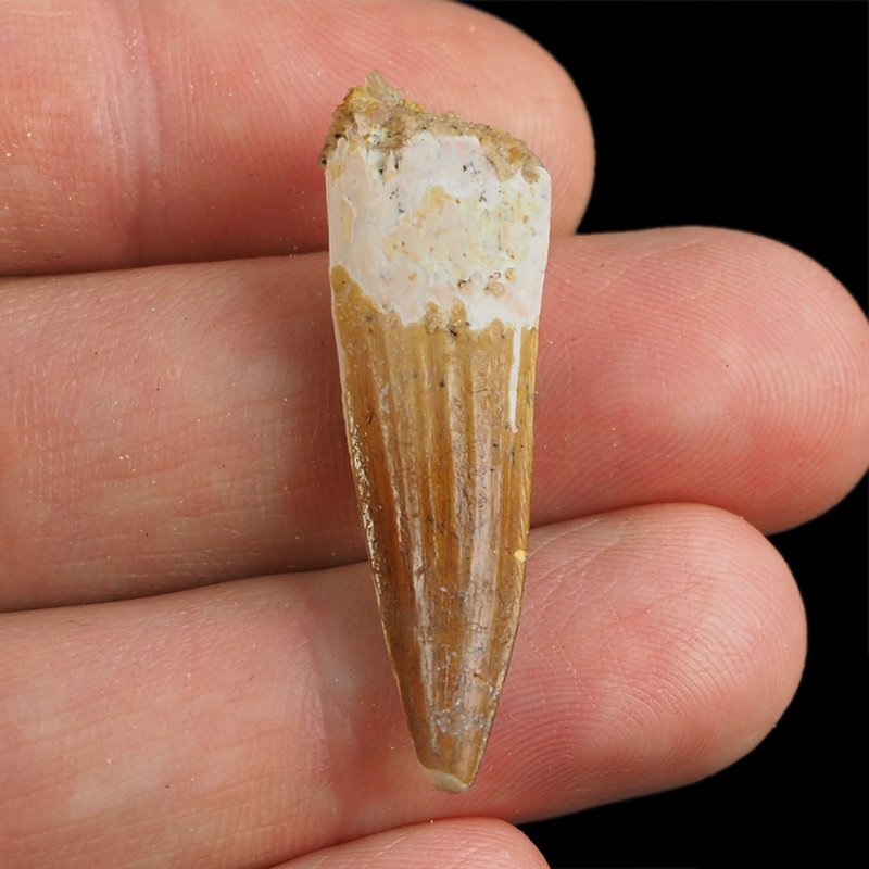 SKAMIENIAŁY ZĄB DINOZAURA Spinosaurus aegyptiacus - KREDA GÓRNA (CENOMAN) - ok. 95-100 mln lat