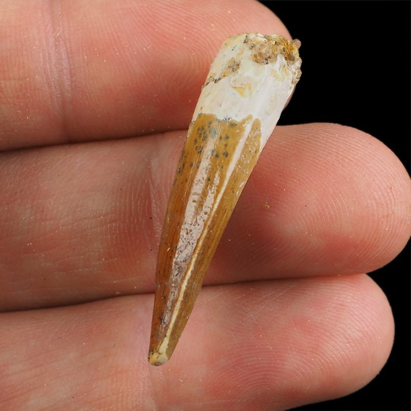 SKAMIENIAŁY ZĄB DINOZAURA Spinosaurus aegyptiacus - KREDA GÓRNA (CENOMAN) - ok. 95-100 mln lat