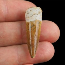 SKAMIENIAŁY ZĄB DINOZAURA Spinosaurus aegyptiacus - KREDA GÓRNA (CENOMAN) - ok. 95-100 mln lat