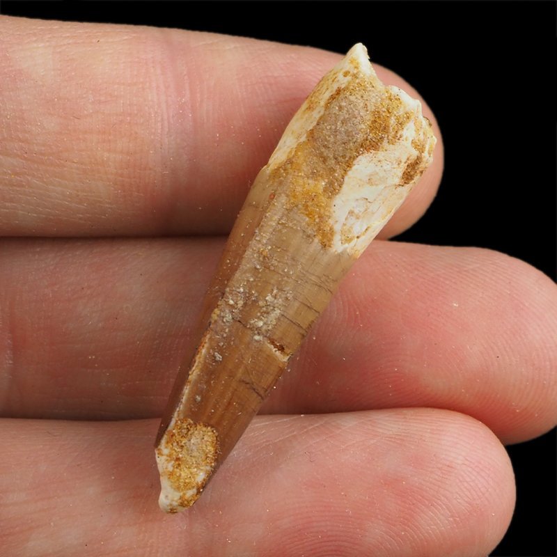 SKAMIENIAŁY ZĄB DINOZAURA Spinosaurus aegyptiacus - KREDA GÓRNA (CENOMAN) - ok. 95-100 mln lat