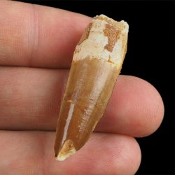 SKAMIENIAŁY ZĄB DINOZAURA Spinosaurus aegyptiacus - KREDA GÓRNA (CENOMAN) - ok. 95-100 mln lat