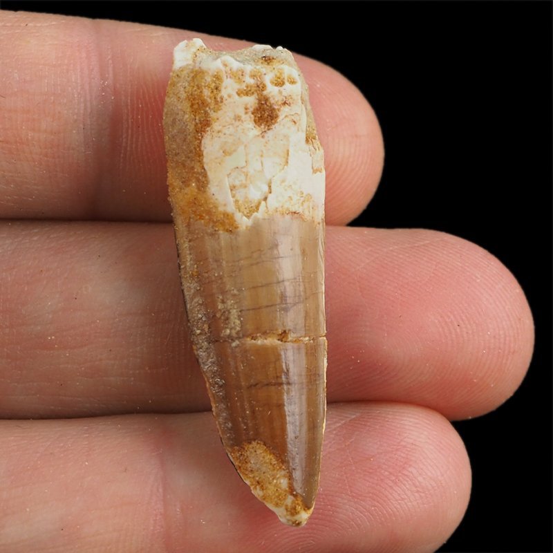 SKAMIENIAŁY ZĄB DINOZAURA Spinosaurus aegyptiacus - KREDA GÓRNA (CENOMAN) - ok. 95-100 mln lat