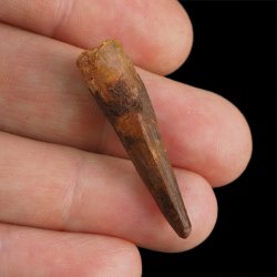 SKAMIENIAŁY ZĄB DINOZAURA Spinosaurus aegyptiacus - KREDA GÓRNA (CENOMAN) - ok. 95-100 mln lat