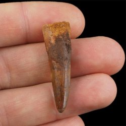 SKAMIENIAŁY ZĄB DINOZAURA Spinosaurus aegyptiacus - KREDA GÓRNA (CENOMAN) - ok. 95-100 mln lat